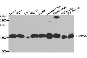 Western blot analysis of extracts of various cell lines, using TOMM20 antibody (ABIN5974102) at 1/1000 dilution. (TOMM20 Antikörper)