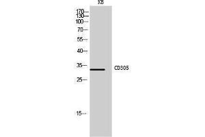 Western Blotting (WB) image for anti-Leukocyte-Associated Immunoglobulin-Like Receptor 1 (LAIR1) (Internal Region) antibody (ABIN3178980) (LAIR1 Antikörper  (Internal Region))