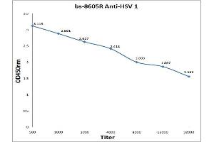 anti-Herpes Simplex Virus Type 1 (HSV1) antibody
