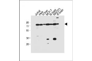 All lanes : Anti-NUR77 (NR4A1) Antibody  at 1:500 dilution Lane 1: Jurkat whole cell lysate Lane 2: Hela whole cell lysate Lane 3: Human liver tissue lysate Lane 4: MCF-7 whole cell lysate Lane 5: Mouse brain tissue lysate Lane 6: NIH/3T3 whole cell lysate Lane 7: Rat brain tissue lysate Lysates/proteins at 20 μg per lane. (NR4A1 Antikörper  (AA 329-358))