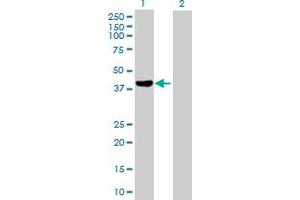 Western Blot analysis of FGD6 expression in transfected 293T cell line by FGD6 MaxPab polyclonal antibody.