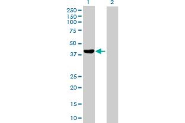 FGD6 antibody  (AA 1-376)