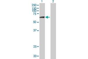 Western Blot analysis of ZNF74 expression in transfected 293T cell line by ZNF74 MaxPab polyclonal antibody. (ZNF74 Antikörper  (AA 1-644))