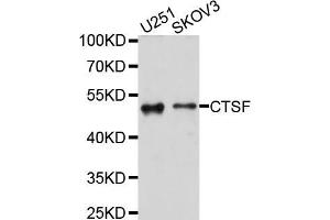 Western blot analysis of extracts of various cell lines, using CTSF antibody (ABIN5997538) at 1/1000 dilution. (Cathepsin F Antikörper)