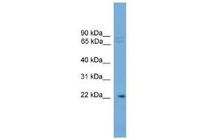 HOM-TES-103 antibody used at 0. (IFFO1 Antikörper  (C-Term))