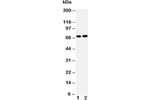 Western blot testing of Lamin B2 antibody and Lane 1:  HeLa;  2: U87 cell lysate (Lamin B2 Antikörper  (AA 580-597))