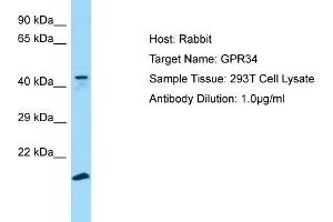 Western Blotting (WB) image for anti-G Protein-Coupled Receptor 34 (GPR34) (C-Term) antibody (ABIN2790184) (GPR34 Antikörper  (C-Term))