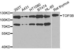 Western blot analysis of extracts of various cell lines, using TOP3B antibody (ABIN5974891) at 1/1000 dilution. (TOP3B Antikörper)