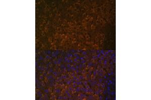 Immunofluorescence analysis of rat liver using UGT1 antibody (ABIN7271193) at dilution of 1:100. (UGT1A6 Antikörper  (AA 65-270))