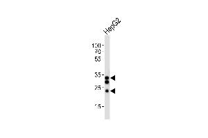 Western Blotting (WB) image for anti-Sulfotransferase Family, Cytosolic, 1A, Phenol-Preferring, Member 1 (SULT1A1) (AA 246-279) antibody (ABIN6243310)