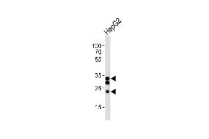 Western blot analysis of lysate from HepG2 cell line, using SULT1A1 Antibody (C-term) (ABIN6243310 and ABIN6577791). (SULT1A1 Antikörper  (AA 246-279))