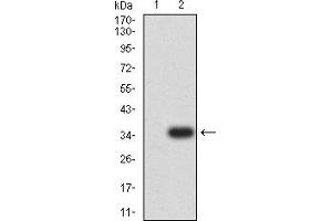 Western Blotting (WB) image for anti-Phorbol-12-Myristate-13-Acetate-Induced Protein 1 (PMAIP1) (AA 1-54) antibody (ABIN7193484)