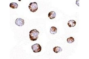 Immunohistochemistry (IHC) image for anti-Histidine Triad Nucleotide Binding Protein 1 (HINT1) (Middle Region) antibody (ABIN1030948) (HINT1 Antikörper  (Middle Region))