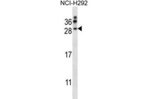 Western Blotting (WB) image for anti-Neurturin (NRTN) antibody (ABIN2997703) (Neurturin Antikörper)