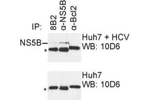 IP was carried out with NS5B specific mAb 8B2 using the lysates of Huh7 cells harboring selectable subgenomic HCV RNA replicon (upper panel) or plain Huh7 cells (lower panel).