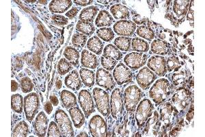 Immunohistochemistry (IHC) image for anti-G Protein Pathway Suppressor 1 (GPS1) (C-Term) antibody (ABIN2854694)