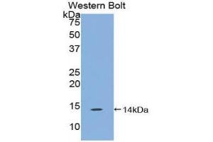 Western Blotting (WB) image for anti-Family with Sequence Similarity 19 (Chemokine (C-C Motif)-Like), Member A4 (FAM19A4) (AA 46-139) antibody (ABIN1858795) (FAM19A4 Antikörper  (AA 46-139))