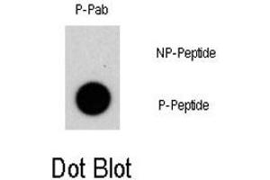 Dot blot analysis of NR4A1 (phospho S351) polyclonal antibody  on nitrocellulose membrane.