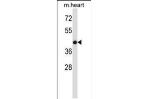 Western blot analysis in mouse heart tissue lysates (35ug/lane). (BMP7 Antikörper  (C-Term))