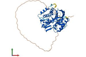 Protein Structure (PS) image for CCR4 Carbon Catabolite Repression 4-Like (CCRN4L) (AA 1-429) protein (His tag) (ABIN7562368)