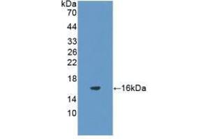 Western blot analysis of recombinant Rat FSHb. (FSHB Antikörper  (AA 21-130))