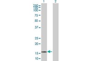 Western Blot analysis of RGS13 expression in transfected 293T cell line by RGS13 MaxPab polyclonal antibody. (RGS13 Antikörper  (AA 1-159))