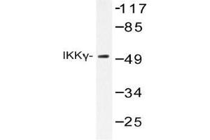 Western blot (WB) analysis of IKKgamma antibody in extracts from COS-7. (IKBKG Antikörper)