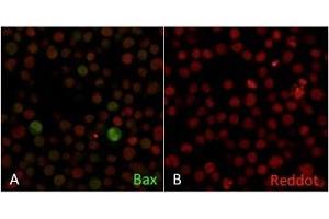 Confocal Immunofluorescence of Human Jurkat cells A. (BAX Antikörper  (AA 3-16))
