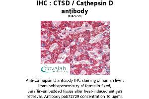 Image no. 1 for anti-Cathepsin D (CTSD) antibody (ABIN2851939) (Cathepsin D Antikörper)