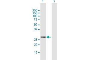 Western Blot analysis of PCGF3 expression in transfected 293T cell line by PCGF3 MaxPab polyclonal antibody. (PCGF3 Antikörper  (AA 1-242))