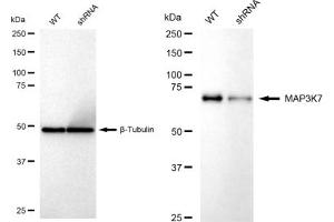 Western blotting analysis using MAP3K7 antibody (ABIN7799473). (Rekombinanter MAP3K7 Antikörper)