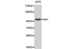 Western Blotting (WB) image for anti-Hexokinase 1 (HK1) antibody (ABIN1873022) (Hexokinase 1 Antikörper)