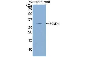 Western Blotting (WB) image for anti-Dopamine Receptor D2 (DRD2) (AA 194-421) antibody (ABIN1858666)