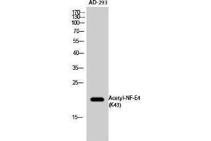 Western Blotting (WB) image for anti-Transcription Factor NF-E4 (NFE4) (acLys43) antibody (ABIN3188029) (NFE4 Antikörper  (acLys43))