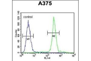 ARL8A Antibody (Center) (ABIN654121 and ABIN2843998) flow cytometric analysis of  cells (right histogram) compared to a negative control cell (left histogram). (ARL8A Antikörper  (AA 116-142))