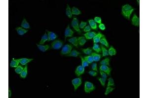 Immunofluorescence staining of Hela cells with ABIN7149167 at 1:166, counter-stained with DAPI. (COX5A Antikörper  (AA 42-150))