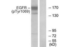Western blot analysis of extracts from COS7 cells treated with EGF 200ng/ml 30', using EGFR (Phospho-Tyr1069) Antibody. (EGFR Antikörper  (pTyr1069))