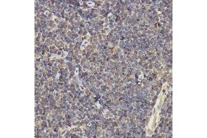 Immunohistochemistry of paraffin-embedded mouse thymus using IL17A Rabbit pAb (ABIN6128129, ABIN6142315, ABIN6142317 and ABIN6216088) at dilution of 1:200 (40x lens). (Interleukin 17a Antikörper  (AA 24-155))