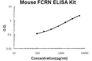 Mouse FCRN/FCGRT PicoKine ELISA Kit standard curve