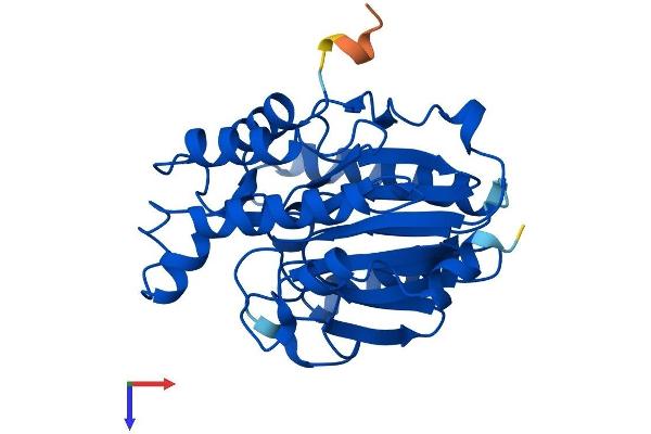 Cpped1 Protein (AA 1-314) (His tag)
