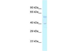 WB Suggested Anti-Tgfb3 Antibody   Titration: 1. (TGFB3 Antikörper  (Middle Region))