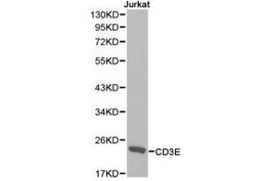 Western Blotting (WB) image for anti-CD3 epsilon (CD3E) antibody (ABIN1871626) (CD3 epsilon Antikörper)