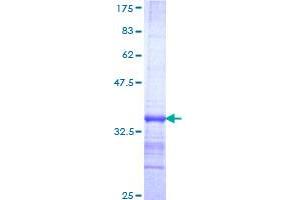 NRF1 Protein (AA 201-285) (GST tag)