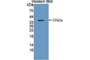 Figure. (WNT3 Antikörper  (AA 59-355))