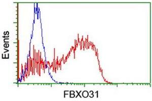 HEK293T cells transfected with either RC203518 overexpress plasmid (Red) or empty vector control plasmid (Blue) were immunostained by anti-FBXO31 antibody (ABIN2455366), and then analyzed by flow cytometry. (FBXO31 Antikörper)