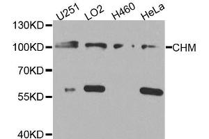 Western blot analysis of extracts of various cell lines, using CHM antibody. (CHM Antikörper  (AA 120-210))