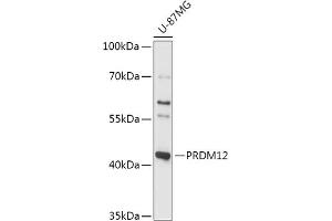 Western blot analysis of extracts of U-87MG cells, using PRDM12 antibody (ABIN7269498) at 1:1000 dilution. (PRDM12 Antikörper  (AA 100-330))