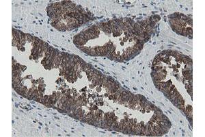Image no. 2 for anti-Mitochondrial Intermediate Peptidase (MIPEP) (AA 174-516) antibody (ABIN1491015) (MIPEP Antikörper  (AA 174-516))