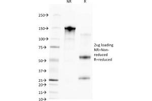 SDS-PAGE Analysis Purified CD68 Mouse Monoclonal Antibody (C68/2709). (CD68 Antikörper  (AA 150-221))