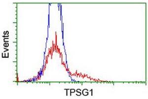 Image no. 2 for anti-Tryptase gamma 1 (TPSG1) (AA 20-283) antibody (ABIN1491160) (TPSG1 Antikörper  (AA 20-283))